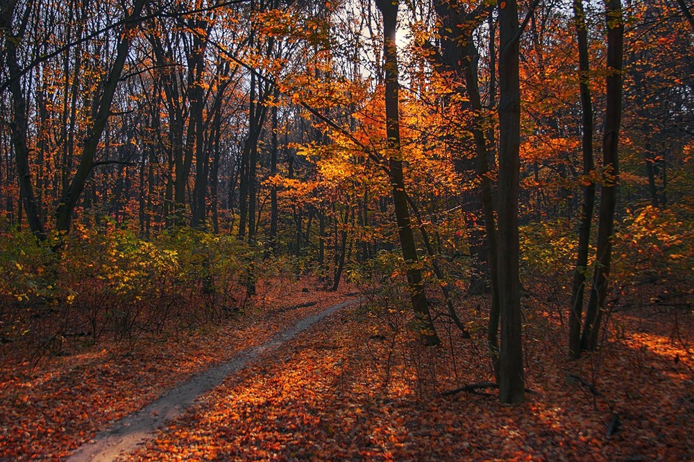 Фотография Походеньки лісом увечері наприкінці жовтня: листя майже облетіло, та світитися ще є чому на сонці. / Юрій Максименко / photographers.ua