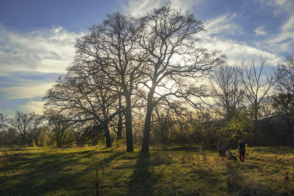Фотографія Сліпуче сонце ховається за дубовий гай. / Юрій Максименко / photographers.ua