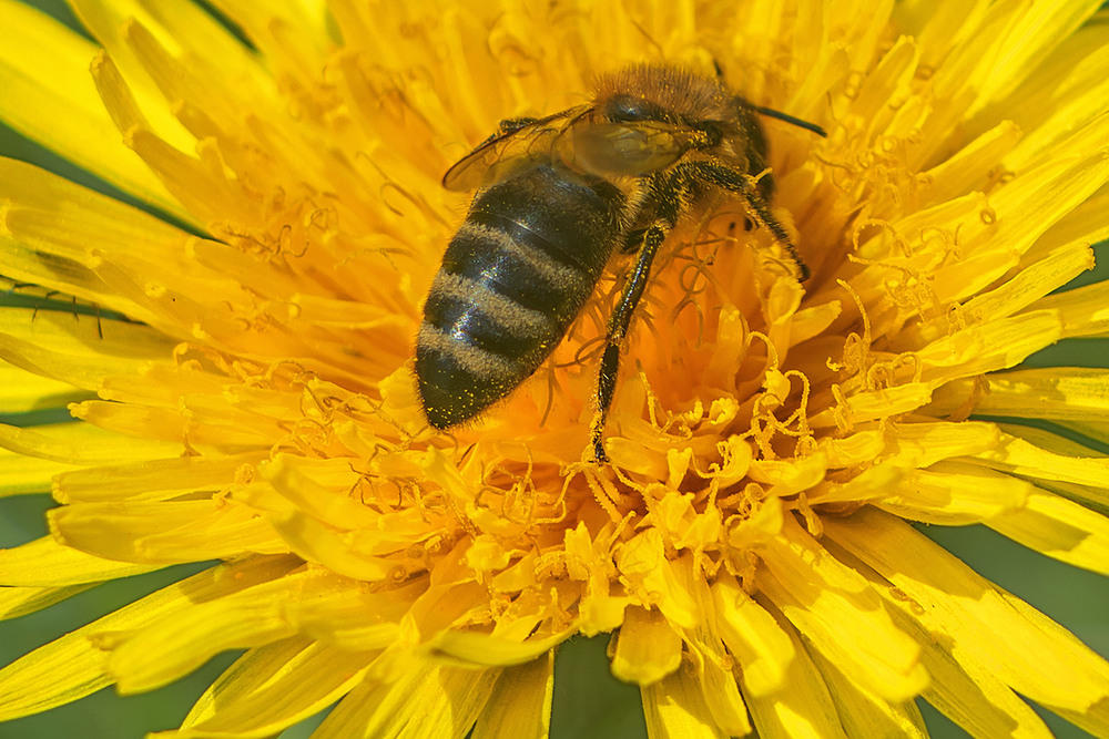 Фотографія В цьому древньому лісі кількість загадок бентежить і навіть лякає. / Юрій Максименко / photographers.ua
