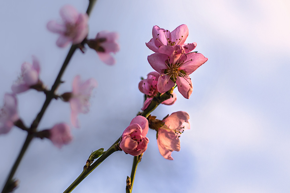 Фотографія Весна - чудовий час для розмноження. От ми цвітемо і квітнем. / Юрій Максименко / photographers.ua