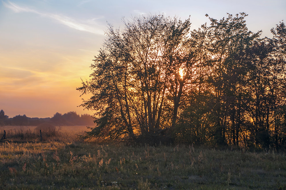 Фотографія Сонце б'ється-б'ється, - не проб'ється. Із-за дерев. / Юрій Максименко / photographers.ua