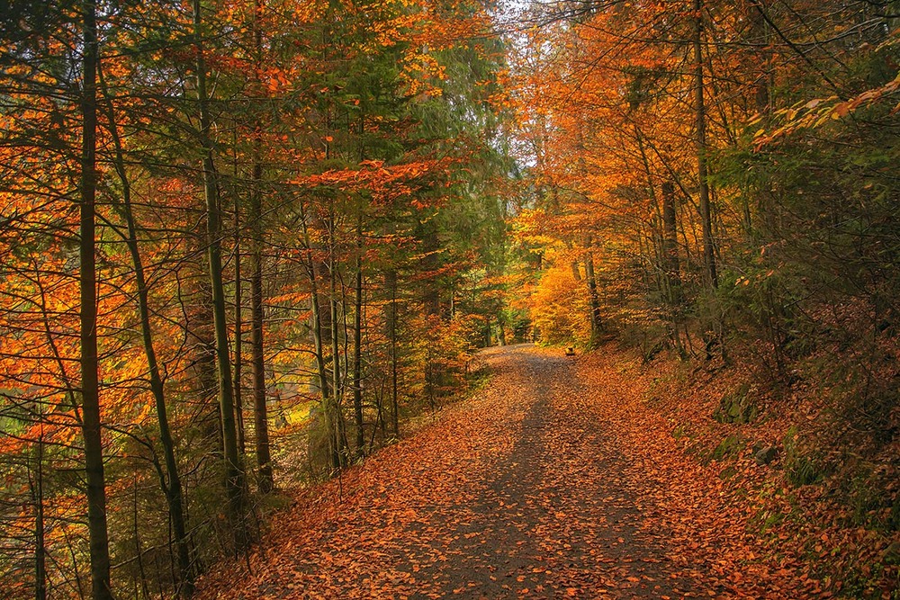 Фотографія На долоню в імлі листопадній ляже жовтий у осінь квиток. / Юрій Максименко / photographers.ua