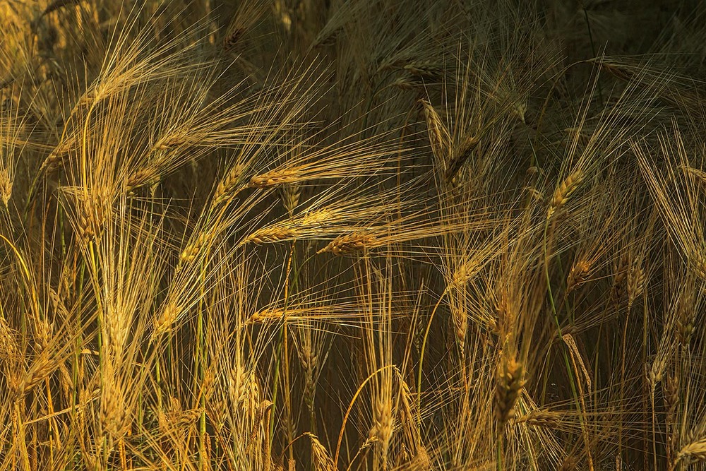 Фотографія Не знаю - для чого цим істотам такі моцні цупкі остюки? / Юрій Максименко / photographers.ua