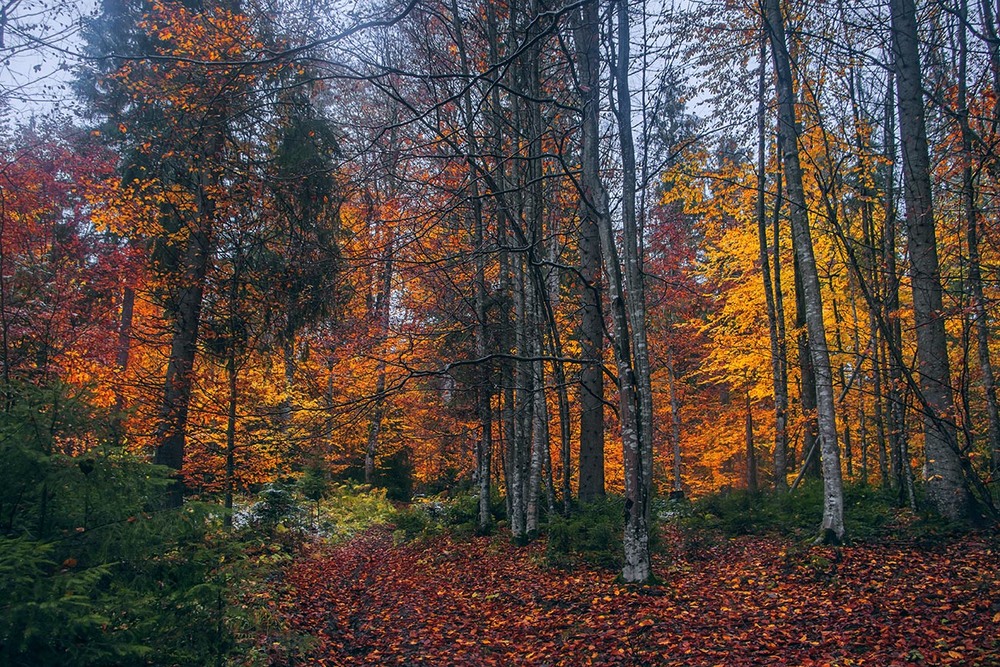 Фотографія У лісі восени / Юрій Максименко / photographers.ua