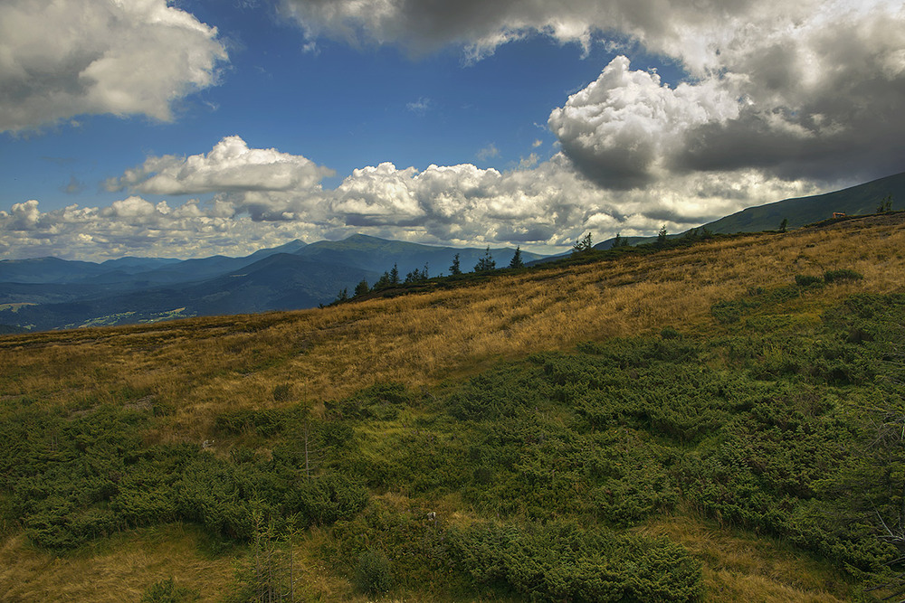 Фотографія Ялівець, жереп стеляться по землі полониною, хмари, думки, пісні - над горами стеляться. / Юрій Максименко / photographers.ua