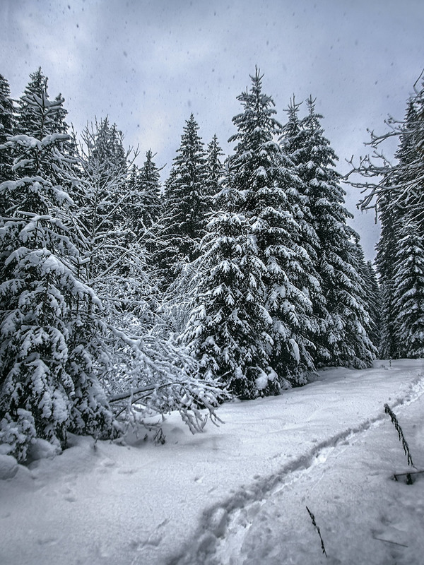 Фотографія Мандри в снігу: зверху - трусить, знизу - рипить. / Юрій Максименко / photographers.ua