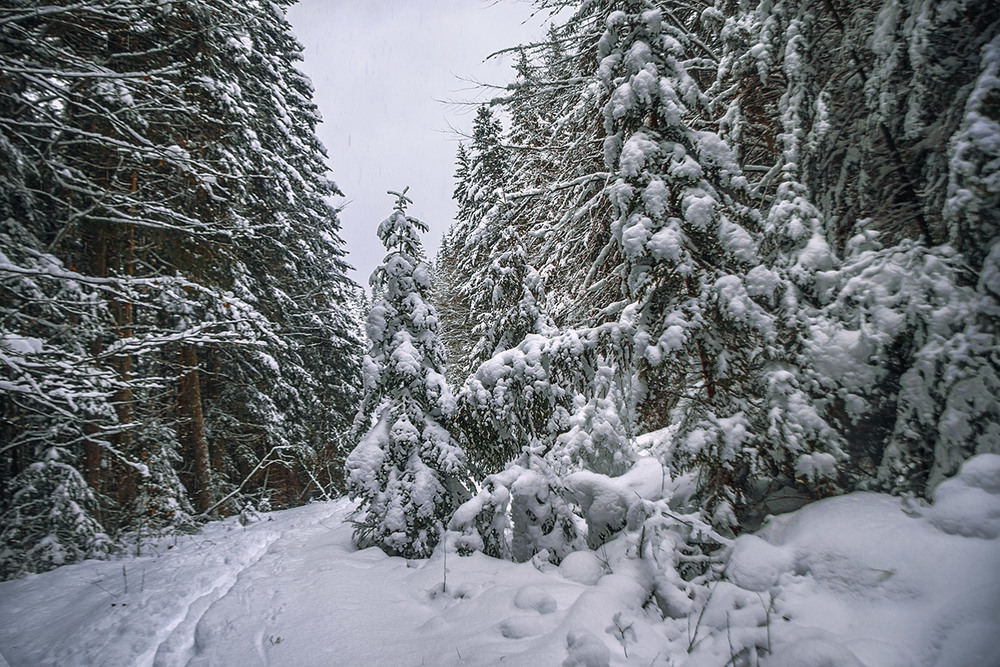 Фотографія Сніг сипався й сипався, аж поки не висипався увесь. / Юрій Максименко / photographers.ua