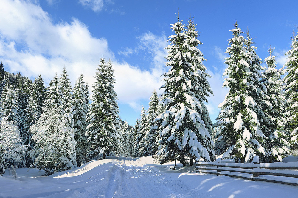 Фотографія O Tannenbaum, o Tannenbaum, wie grün sind deine Blätter! / Юрій Максименко / photographers.ua