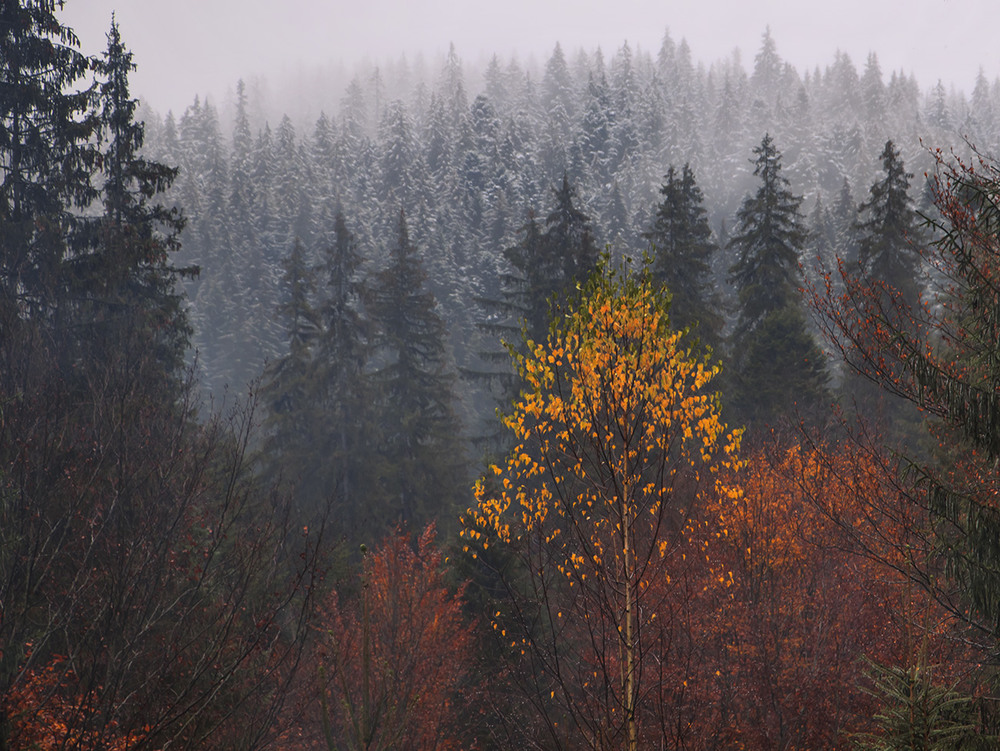 Фотографія Йде дощ,  падає сніг,  осипається листя -  на осінь і зиму. / Юрій Максименко / photographers.ua