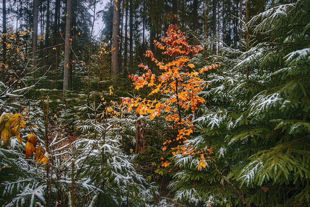Фотографія Перше побачення осені і зими було колоритним, та тривало недовго і не привело до тривалих взаємин. / Юрій Максименко / photographers.ua