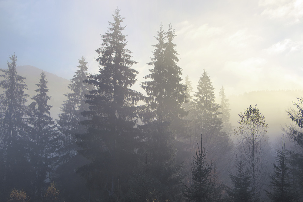 Фотографія За туманом нічого не видно на світанку. А перед туманом - видно все (майже). / Юрій Максименко / photographers.ua