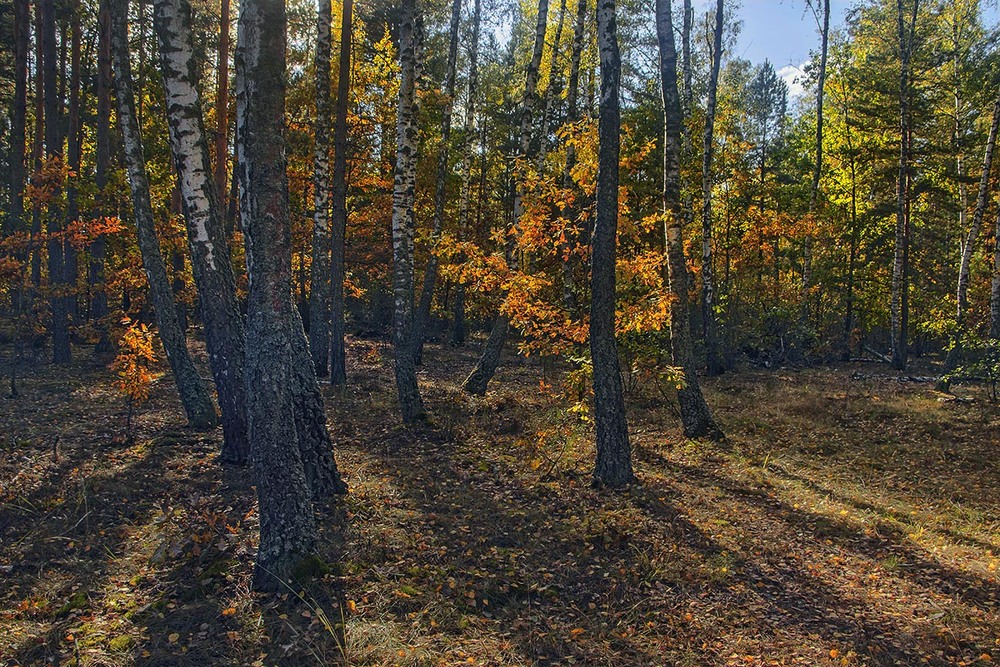 Фотографія Wir gingen in den Wald, um Pilze zu sammeln. Und Beeren. А ліс радісно засвітився був. / Юрій Максименко / photographers.ua