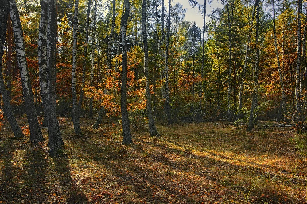 Фотографія Осіннячко рябе засвітилося свіжістю увечері після дощу. Тіні пролягли під ноги й завмерли. / Юрій Максименко / photographers.ua
