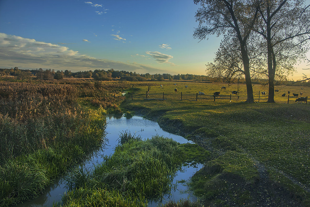 Фотографія Коли вечірній промінь настає, корови чомусь радіють, а потім зітхають - кожна про щось своє. / Юрій Максименко / photographers.ua