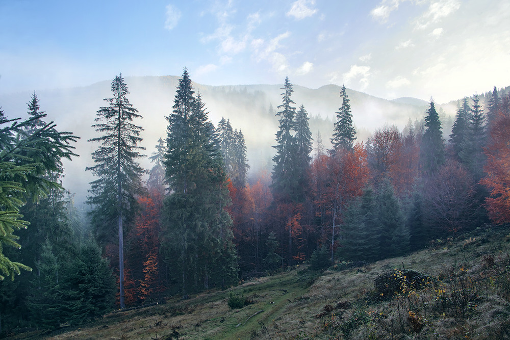 Фотографія Туман прийшов - от ранок і возсіяв у сонячному світлі. / Юрій Максименко / photographers.ua