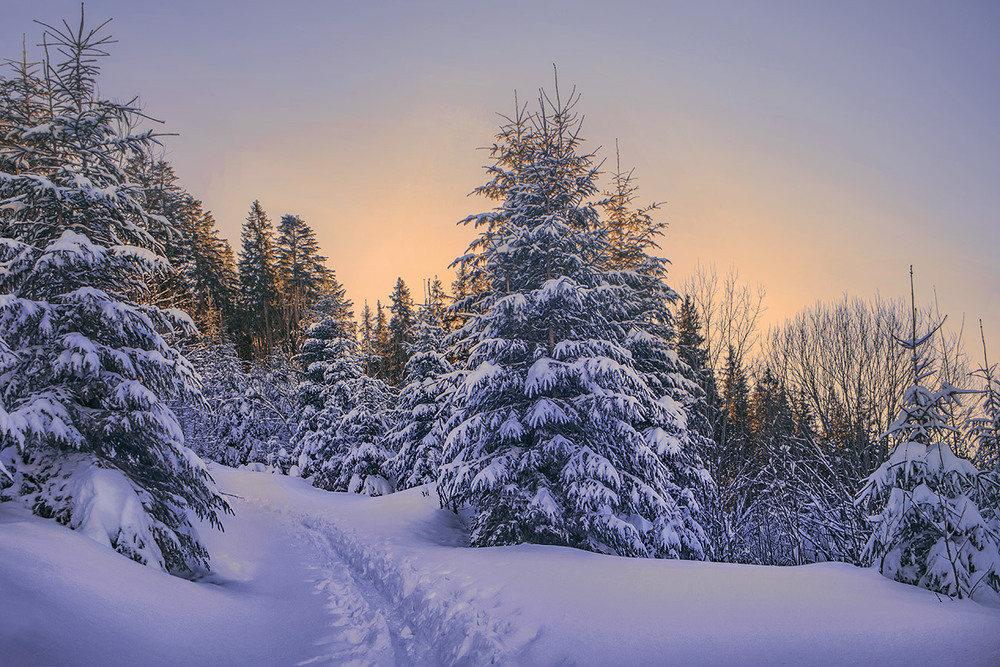 Фотографія Merry Christmas and Happy New Є, пані та панове! / Юрій Максименко / photographers.ua