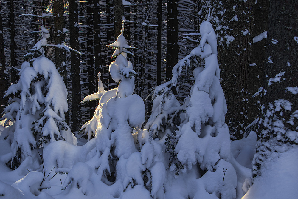 Фотографія Кого тільки не стрінеш в лісі проти ночі. / Юрій Максименко / photographers.ua