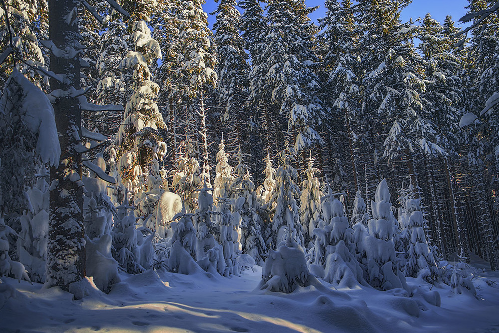 Фотографія Уна містеріоза проти ночі: на поляні зійшлися дивні істоти - чи не 12 місяців? А я з переляку- далі / Юрій Максименко / photographers.ua