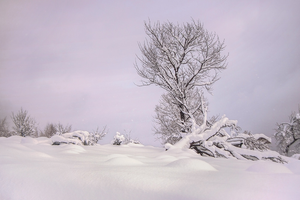 Фотографія В сніг десь  бродить сонце за хмарою. / Юрій Максименко / photographers.ua