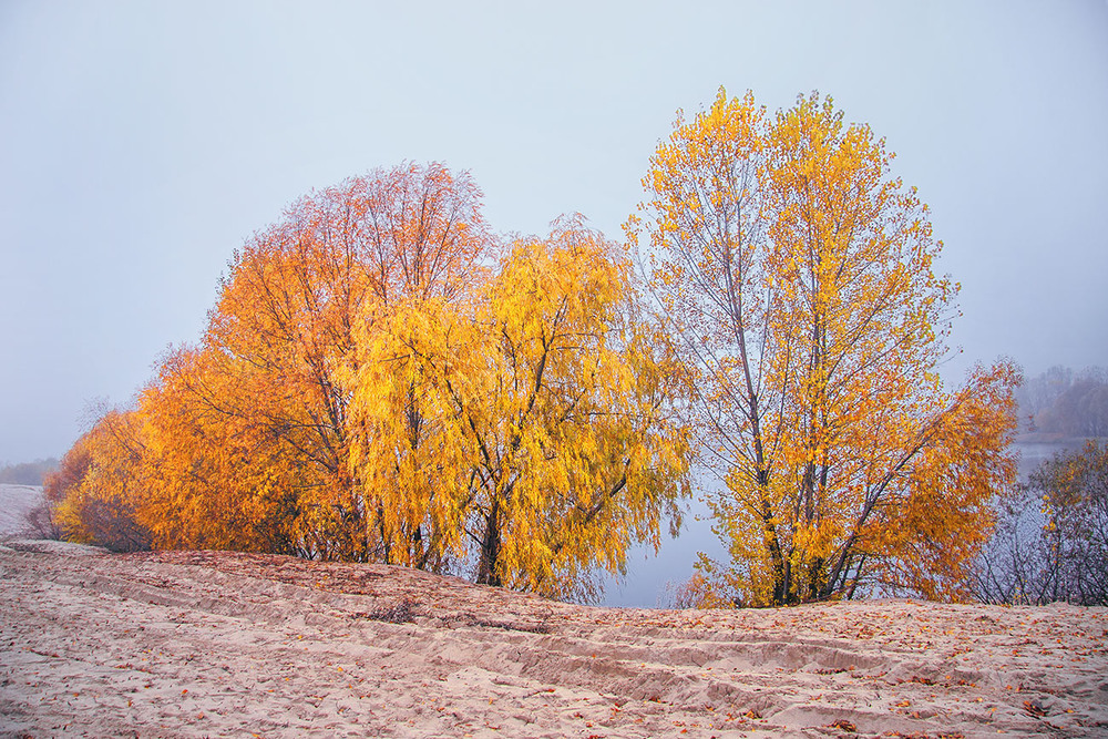 Фотографія А тута ще вологе листя в тумані ворушиться. / Юрій Максименко / photographers.ua