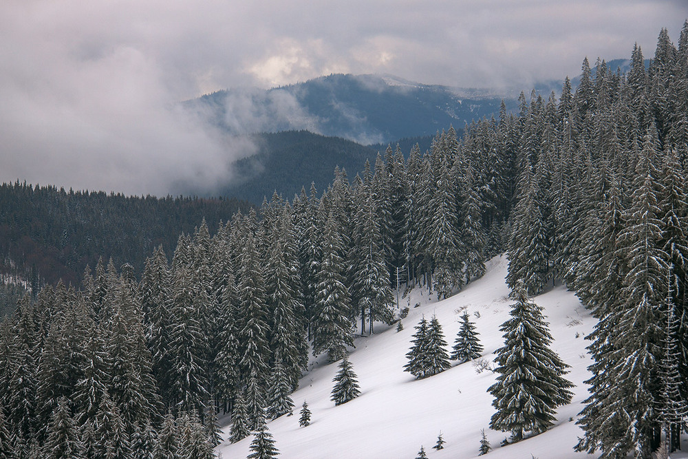 Фотографія Білі сніги, темні дерева, сиві хмари тута. / Юрій Максименко / photographers.ua