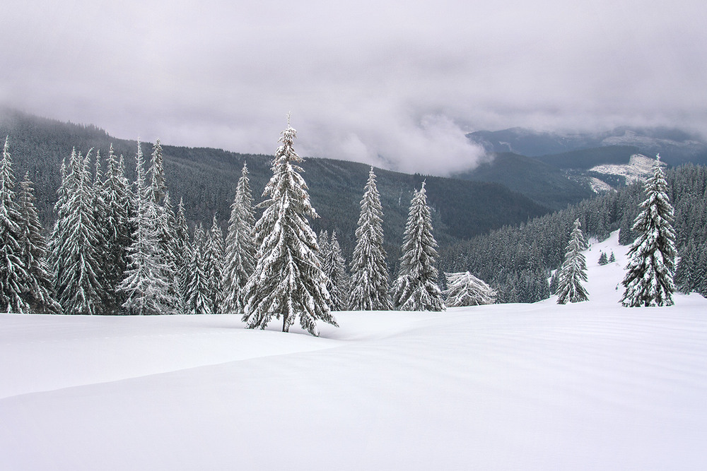 Фотографія По-під хмарами, по-над деревАми і снігами. / Юрій Максименко / photographers.ua