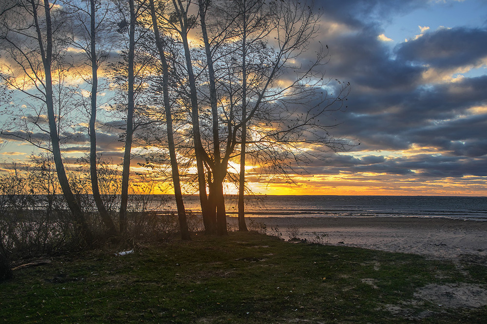 Фотографія Білі берези потемніли проти сонця, а воно світить, світить, та не гріє - все холодом віє. / Юрій Максименко / photographers.ua