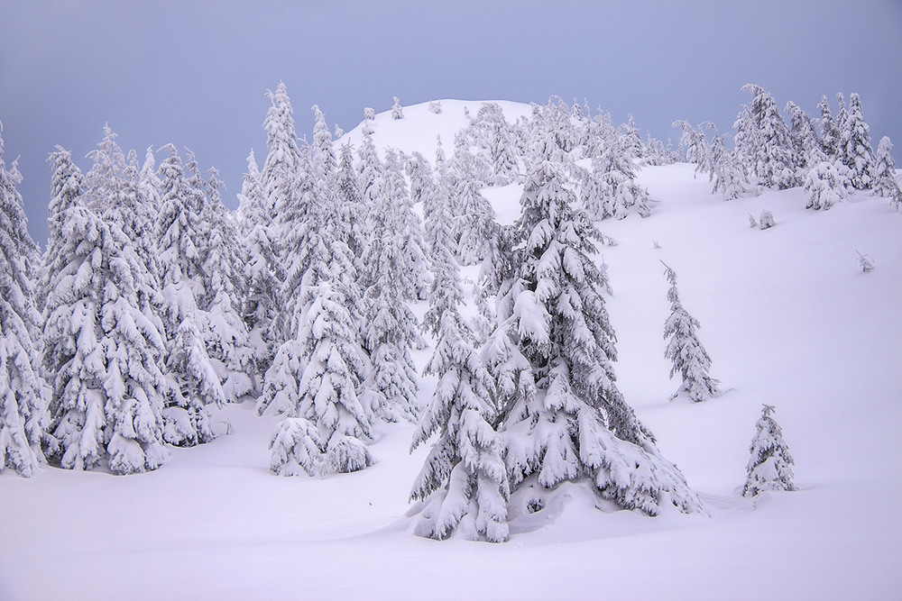 Фотографія З хмари випірнули дерева в снігу. / Юрій Максименко / photographers.ua