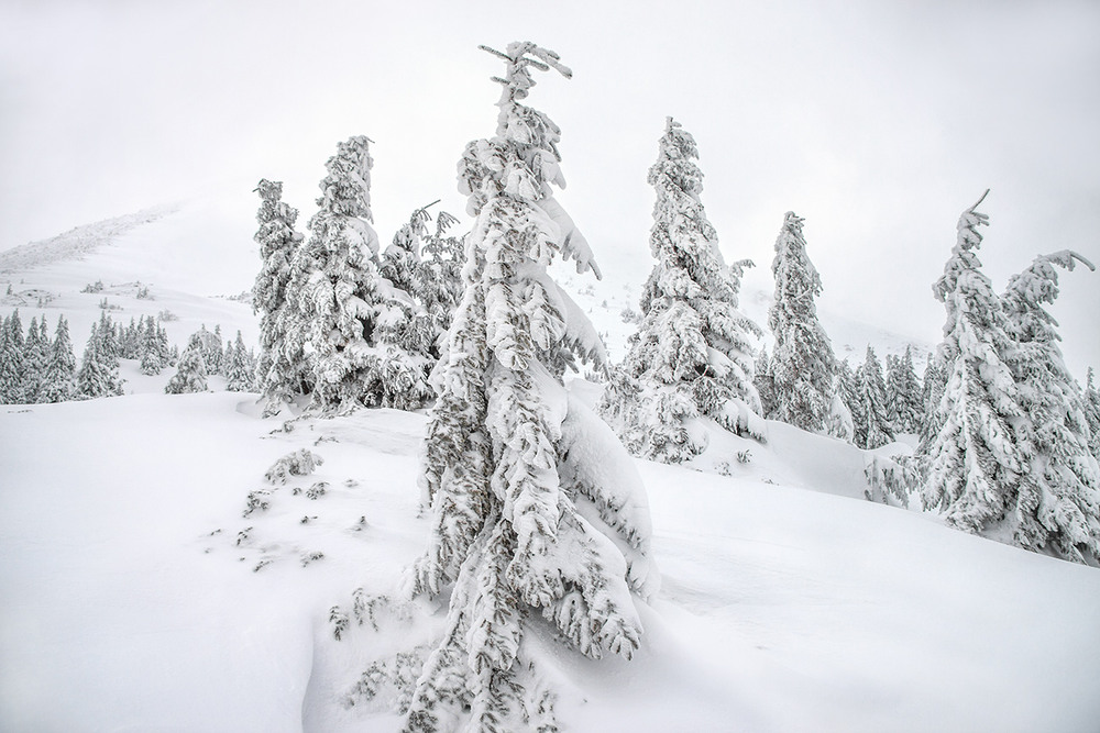 Фотографія Вище й вище. Земля вимерзає тута, а деревам - байдуже. / Юрій Максименко / photographers.ua