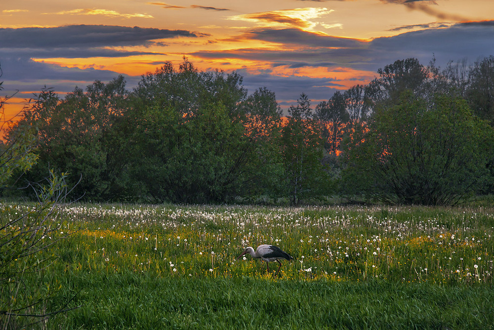 Фотографія Сонце сідає, весна іде, красу несе, бусел ходить-походжає - вужів і жаб несе - всі за роботою! / Юрій Максименко / photographers.ua