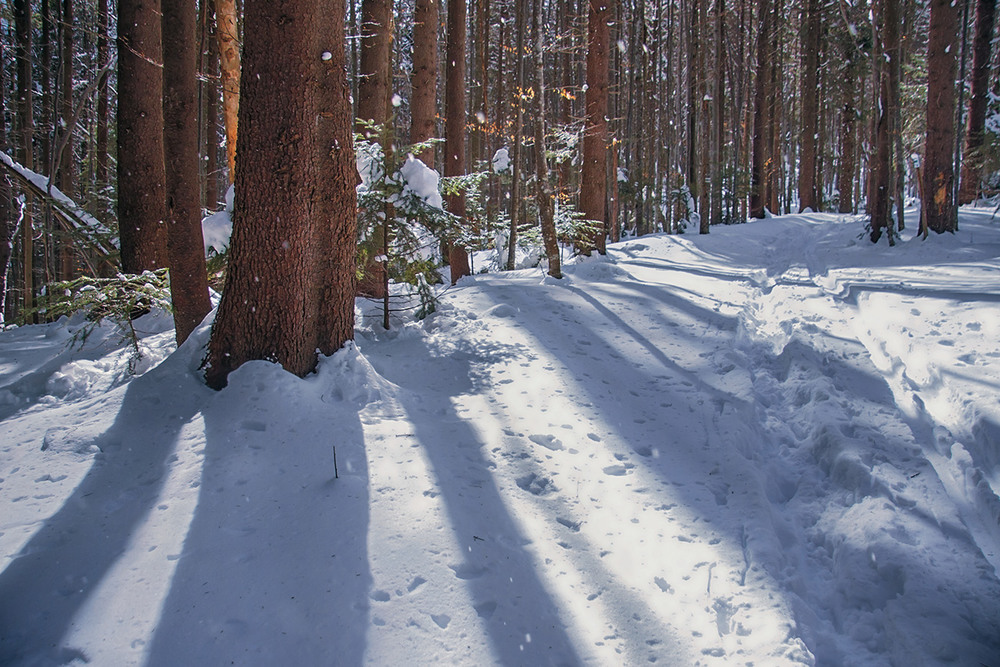 Фотографія В дорозі на Хом'яка таке було: засіяло сонце, заблищав сніг так, що аж дерева засвітилися. / Юрій Максименко / photographers.ua