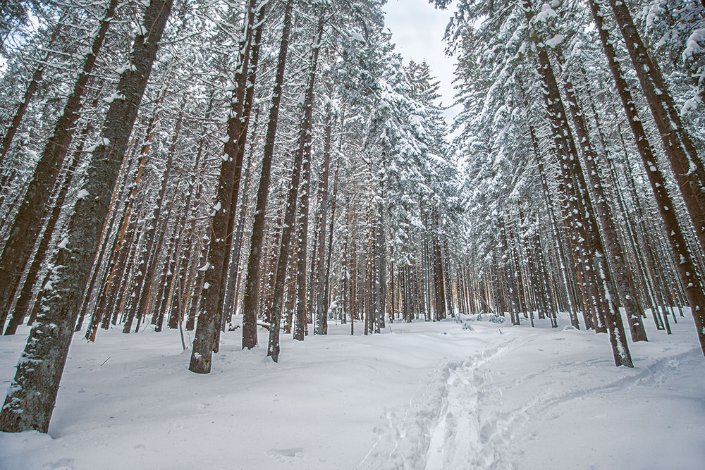 Фотографія Життя минає Стрімко на Хом'яку в березні. / Юрій Максименко / photographers.ua