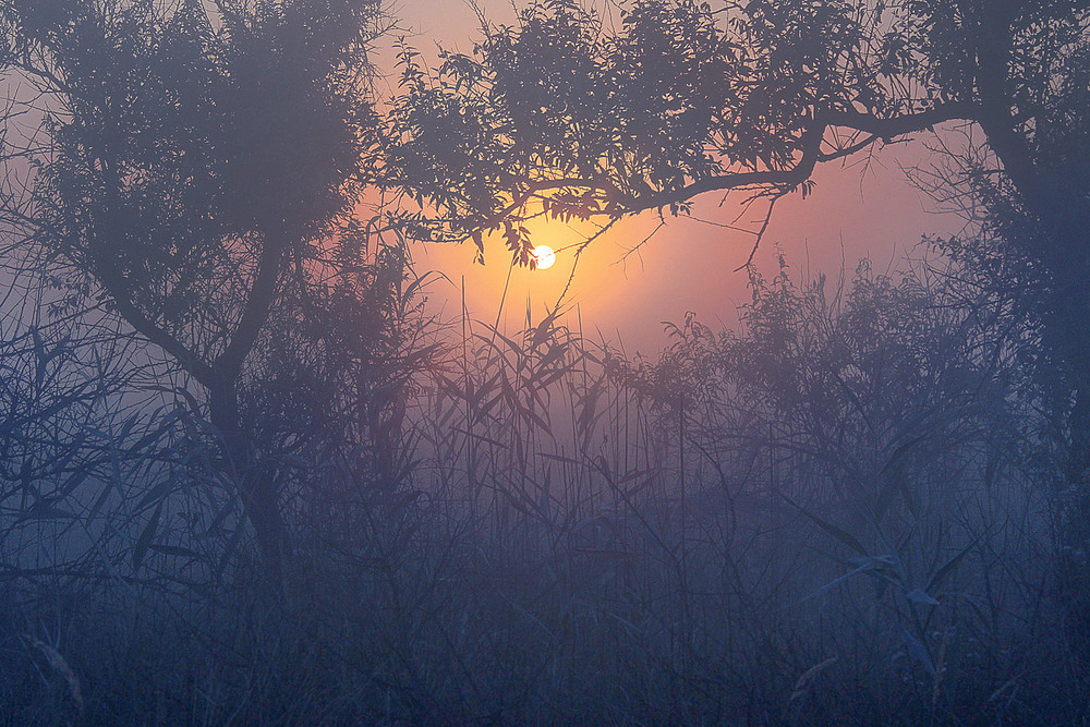 Фотографія Чи то туманний ранок, чи ранковий туман... / Юрій Максименко / photographers.ua