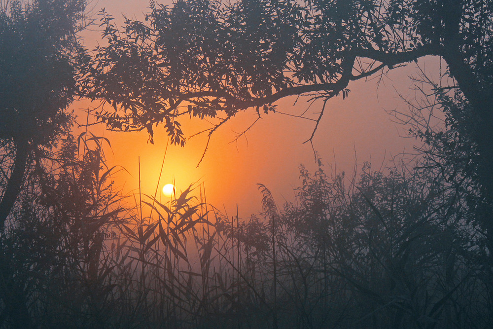 Фотографія Світає, край неба палає. Вранішній туман. / Юрій Максименко / photographers.ua