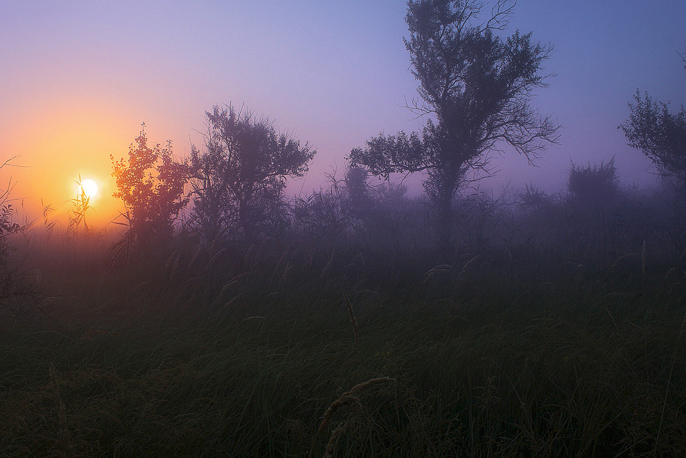 Фотографія Туманний ранок. / Юрій Максименко / photographers.ua