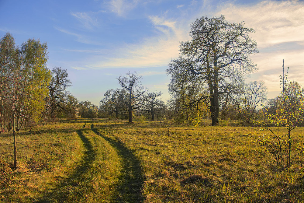Фотографія Дорога пролягла дніпровськими заплавами й луками повз дубовий гай в саму весняну розпусту. / Юрій Максименко / photographers.ua