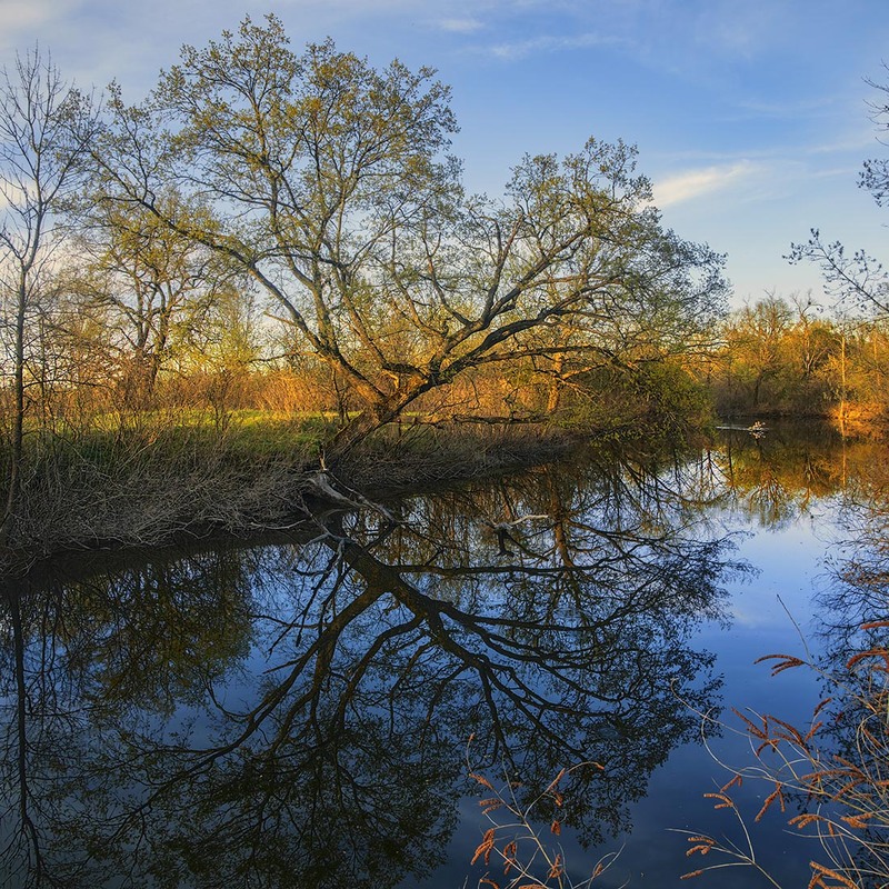 Фотографія Весна іде, красу несе, бруньки розпускаються, вечір опускається, байдарочники наближаються. / Юрій Максименко / photographers.ua
