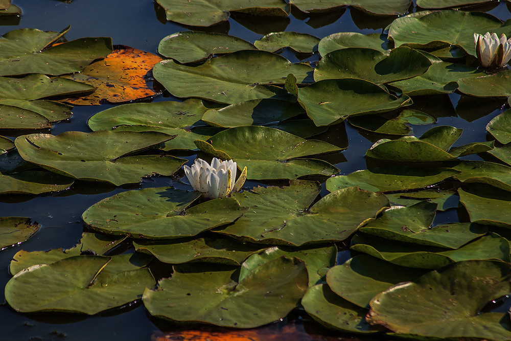 Фотографія - І жабам сняться сни кольорові? / Юрій Максименко / photographers.ua