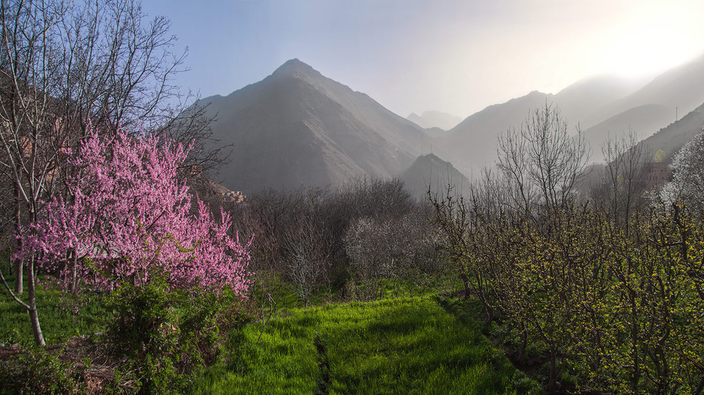 Фотографія Весна іде, - сади зелені були, рожеві, жовті. / Юрій Максименко / photographers.ua