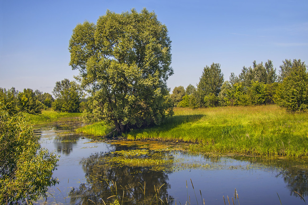 Фотографія Сейм. Конотопські відьми тут досі водяться. І розмножуються. / Юрій Максименко / photographers.ua