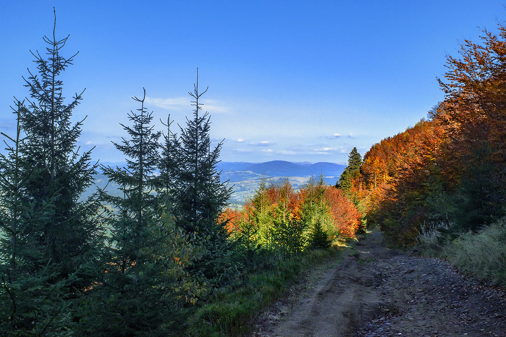 Фотографія Повз веселих зелених, жовтих і червоних друзів дорога пролягла до відпочинку з гарною закускою.. / Юрій Максименко / photographers.ua