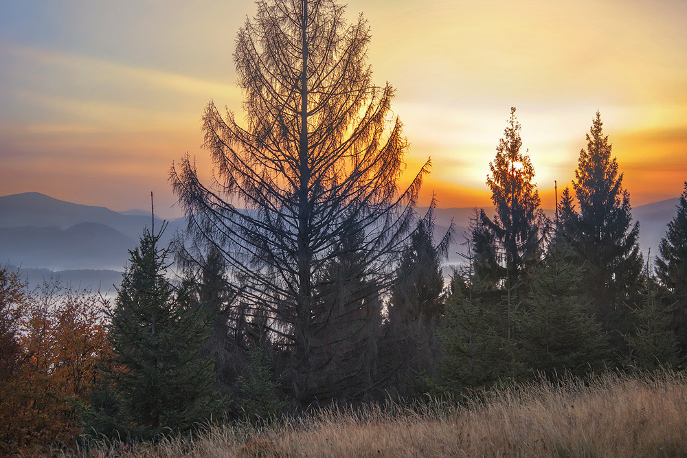 Фотографія Сонце вже випірнуло із світанкової імли, а над карпаттям бродять сиві тумани. / Юрій Максименко / photographers.ua