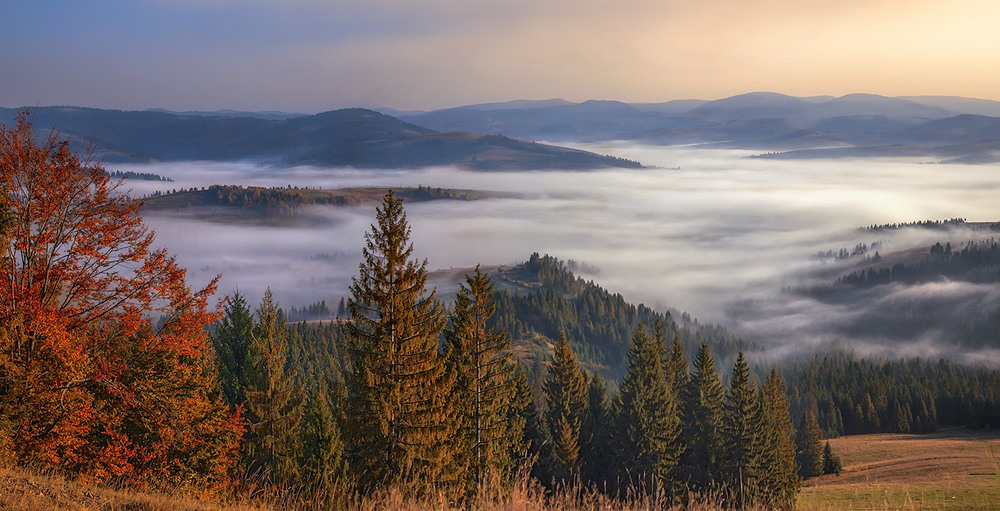 Фотографія На сніданок - веселий пухнастий ранок. / Юрій Максименко / photographers.ua