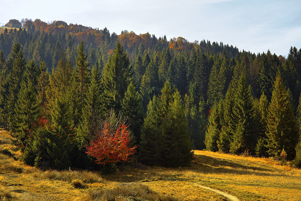 Фотографія Подорож  в осінь. На узліссі. / Юрій Максименко / photographers.ua