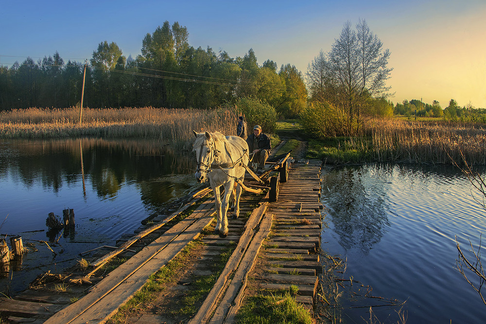 Фотографія Досвідчена кобила на ймення Шельма весело засвітилася в очікуванні вечірньої соковитої травки. / Юрій Максименко / photographers.ua