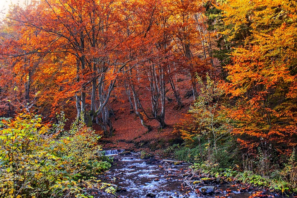 Фотографія День догоряє, небо пломеніє, ліс палає, і тече річка невеличка з вишне-вОго са-а-а-аду. / Юрій Максименко / photographers.ua