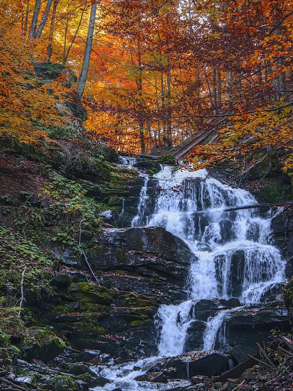 Фотографія Золота осінь проти ночі прибігла, запалала, насипала червоного листя і розпустила білі коси, нє? / Юрій Максименко / photographers.ua