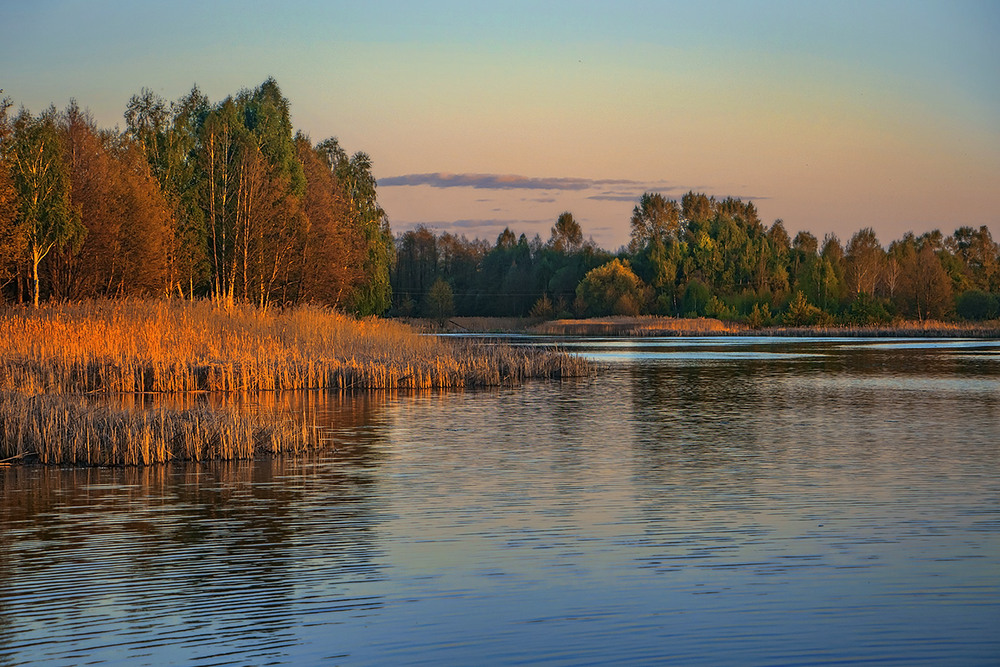 Фотографія В квітні набубнявілі бруньками дерева часто-густо видаються рудуватими, особливо на сонці увечері. / Юрій Максименко / photographers.ua