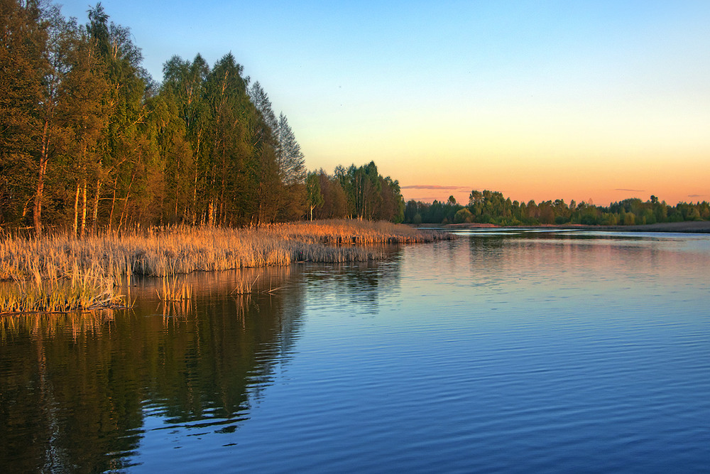 Фотографія Теплий спокійний вечір осяює потихесеньку оббрунькований квітневий ліс і старий очерет. / Юрій Максименко / photographers.ua