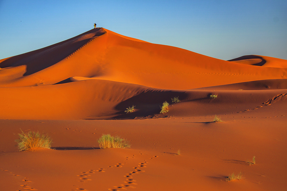 Фотографія Зеленеє жито, зелене, хорошії гості у мене. / Юрій Максименко / photographers.ua